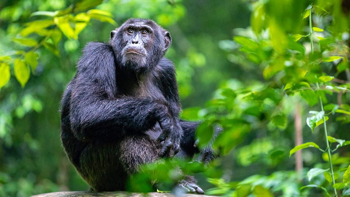 10 DAY FLY IN MEMORABLE UGANDA GORILLA TREKKING AND WILDLIFE SAFARI - Image - 14141