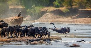 4 DAYS SERENGETI WILDERNESS ADVENTURE - Image - 2937