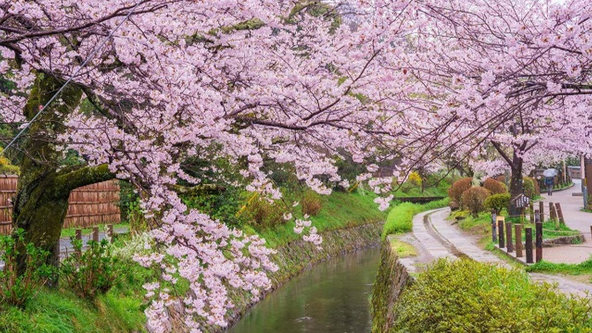 HÀ NỘI – OSAKA – KOBE – KYOTO – NAGOYA – NÚI PHÚ SĨ – TOKYO – HÀ NỘI - Image - 8980