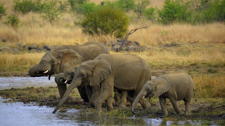 JOHANNESBURG – PRETORIA - SOWETO - SAFARI PILANESBERG - CAPE TOWN – SEAL ISLANS - CAPE POINT - NÚI BÀN –JOHANNESBURG - Image - 11585