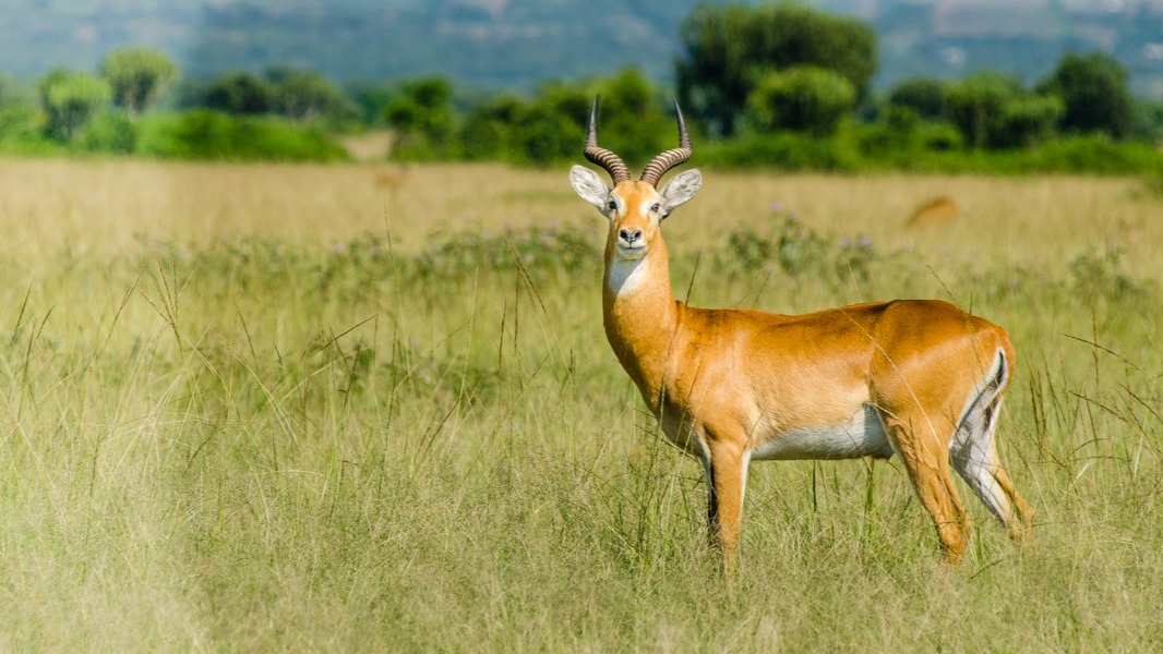 10 DAY FLY IN MEMORABLE UGANDA GORILLA TREKKING AND WILDLIFE SAFARI - Image - 14140