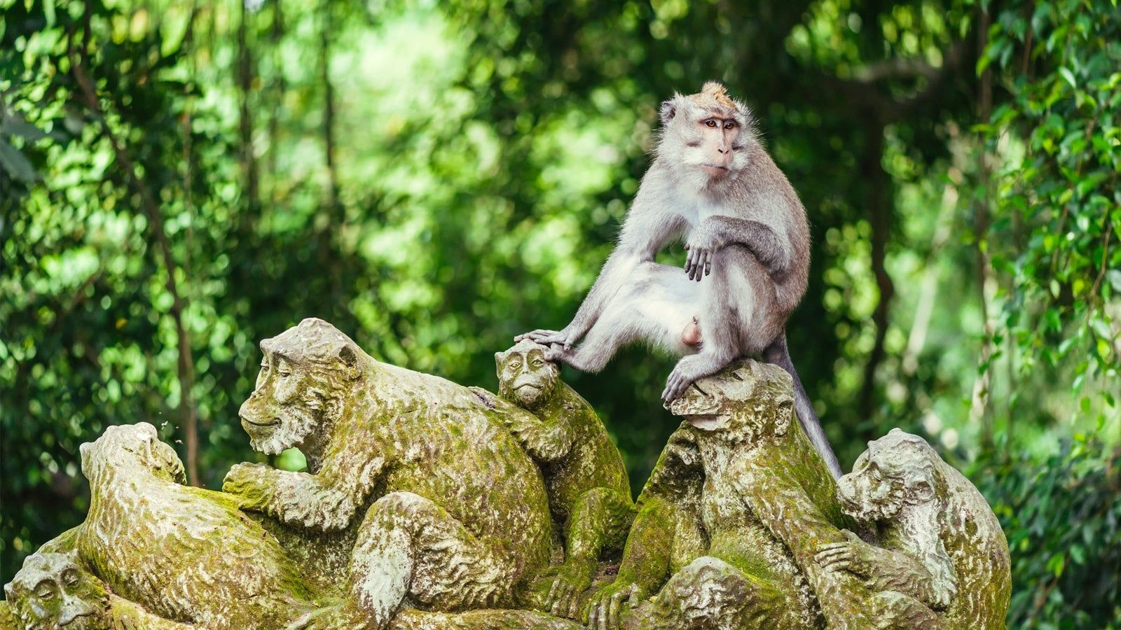 Highlights of Ubud and Tanah Lot - Bali Full Day Tour - Image - 10646