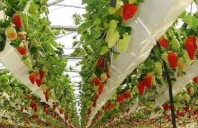 Trải nghiệm hái dâu tại Hàn Quốc - 딸기따기 체험