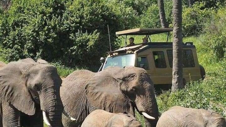2-Day Affordable 2-Day Safari in Northern Tanzania - Image - 25152