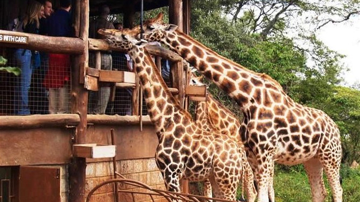 Kenya – Tanzania 13N12Đ: Chinh phục Safari thế giới - Image - 20371
