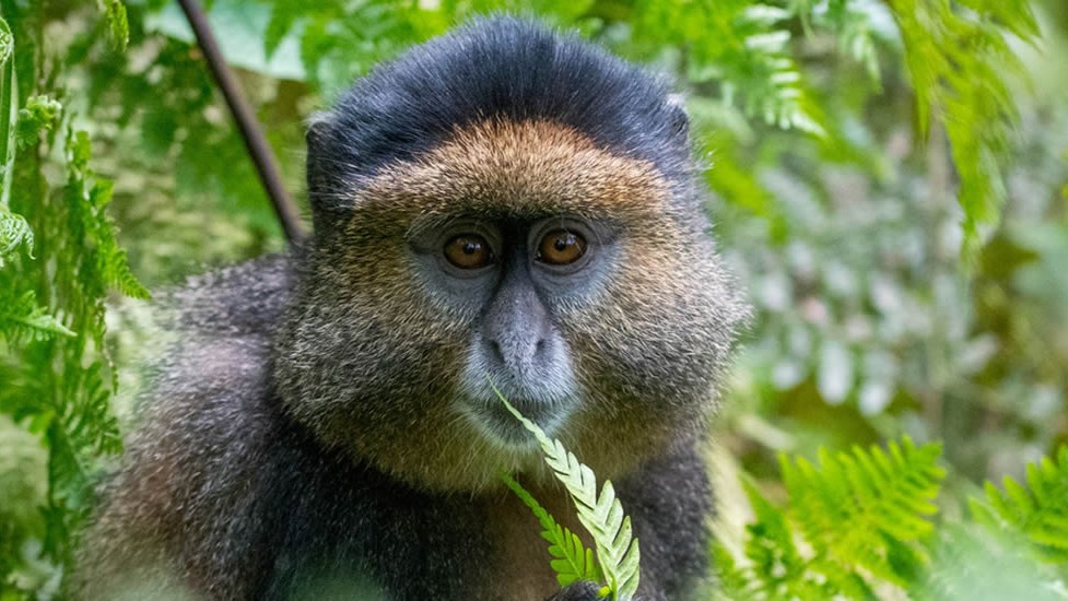 7 Days Rwanda Primates &amp; Wilderness Expedition - Image - 9174