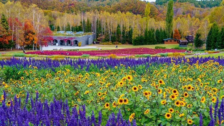 Hokkaido Mùa Thu 6N5Đ: SAPPORO – NOBORIBETSU – OTARU – DAISETSUZAN - Image - 19342