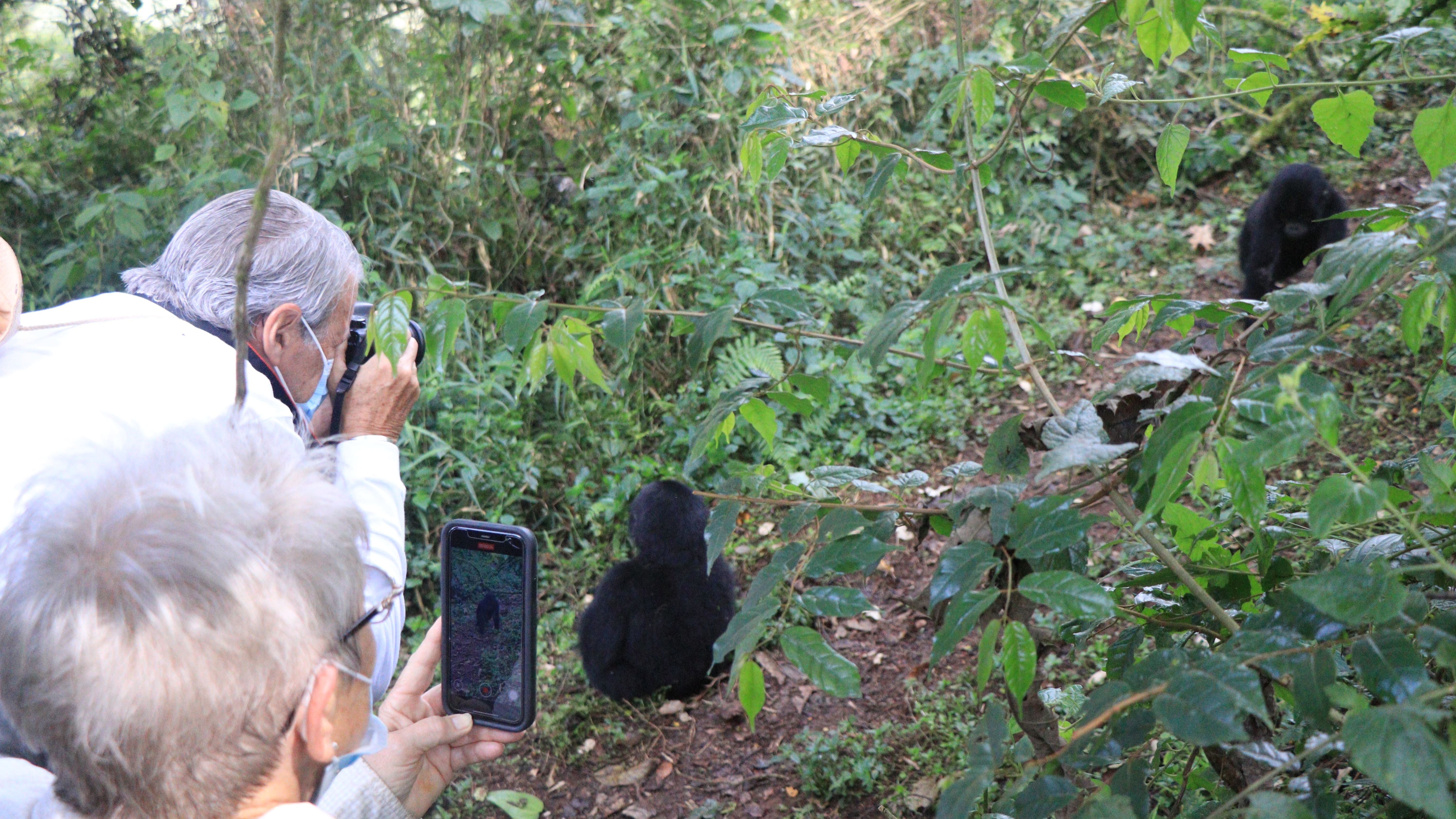 2 Days Gorilla and golden monkey Trekking Safari - Image - 21794