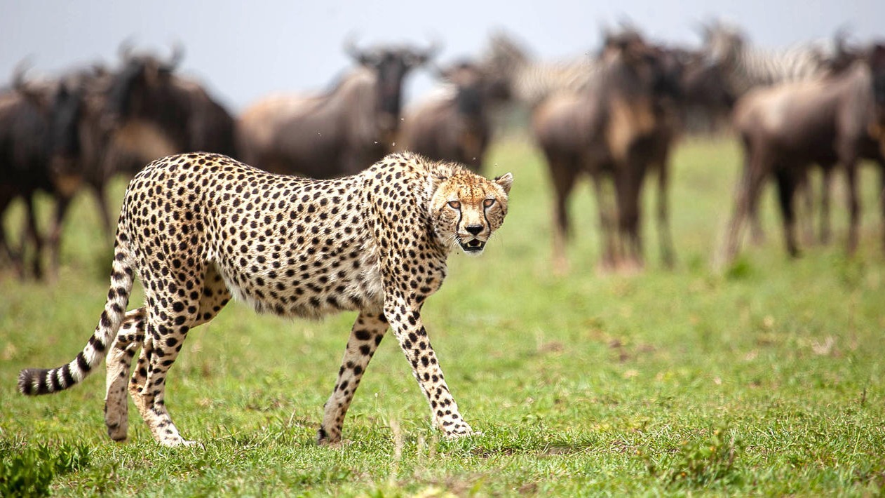 5 DAYS SERENGETI GREAT MIGRATION - Image - 7569