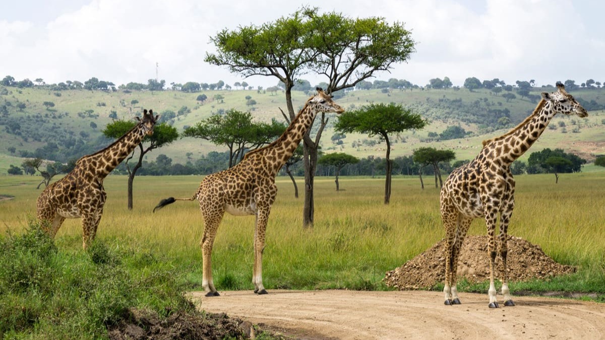 7 Days / 6 Nights Kenya Safari Samburu • Aberdares • Lake Nakuru • Lake Naivasha • Maasai Mara - Image - 14078