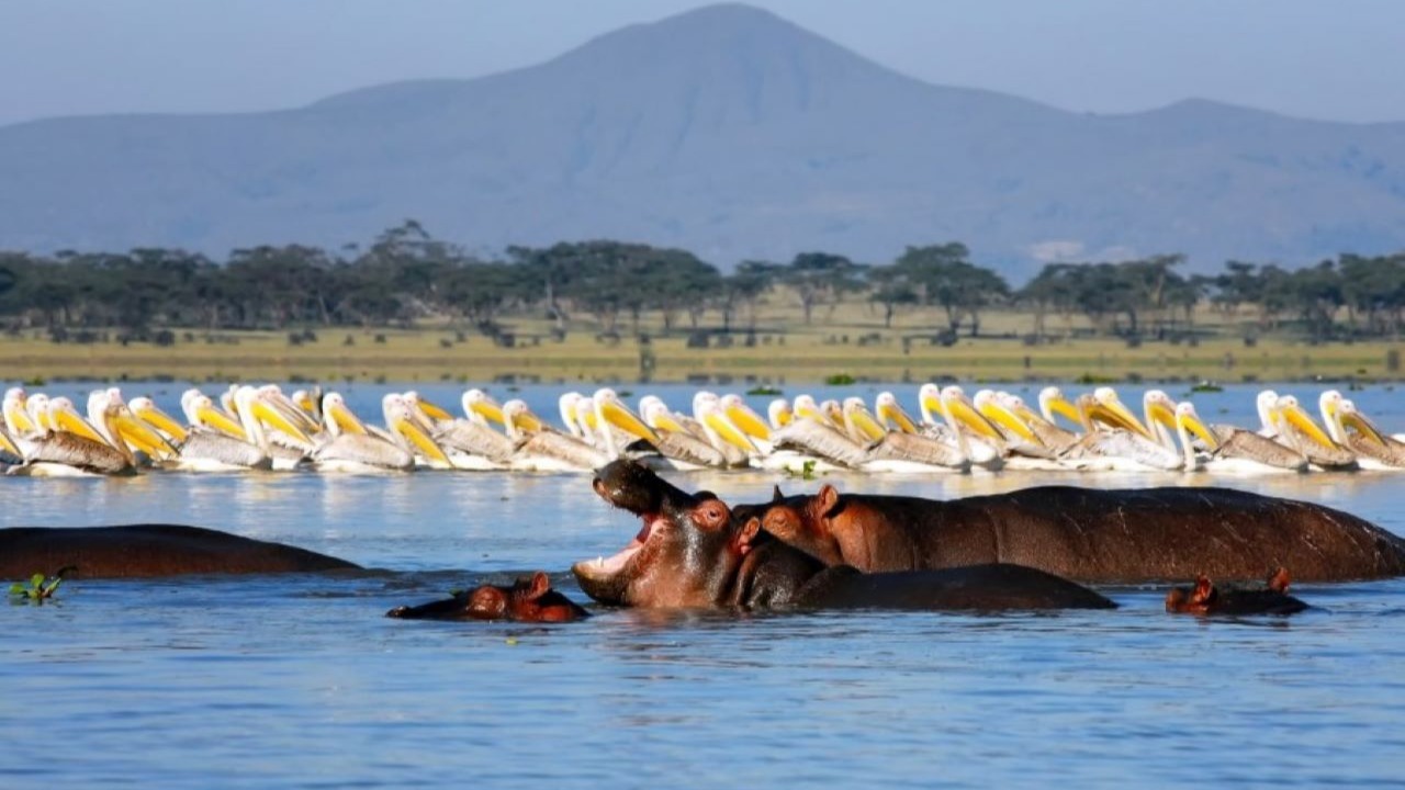 Kenya – Tanzania 13N12Đ: Chinh phục Safari thế giới - Image - 20370