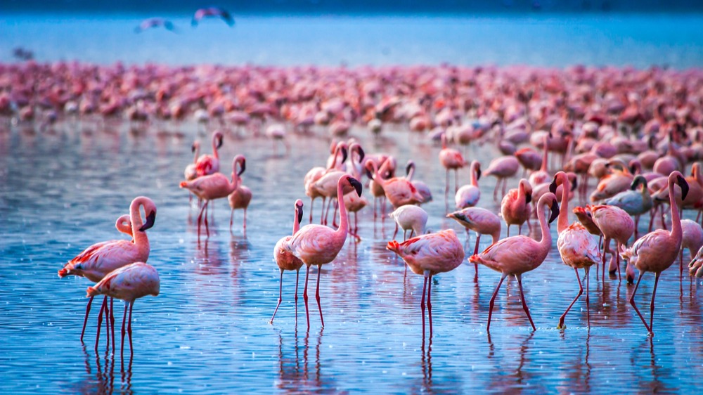 Kenya – Tanzania 13N12Đ: Chinh phục Safari thế giới - Image - 20368