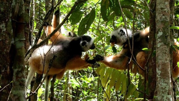 Discover Analamazaotra Park And Ankanin'ny Nofy 5 days - Image - 14930