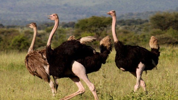 6-Day Nairobi, Ngorongoro, Balloon & Zanzibar Flight - Image - 25102