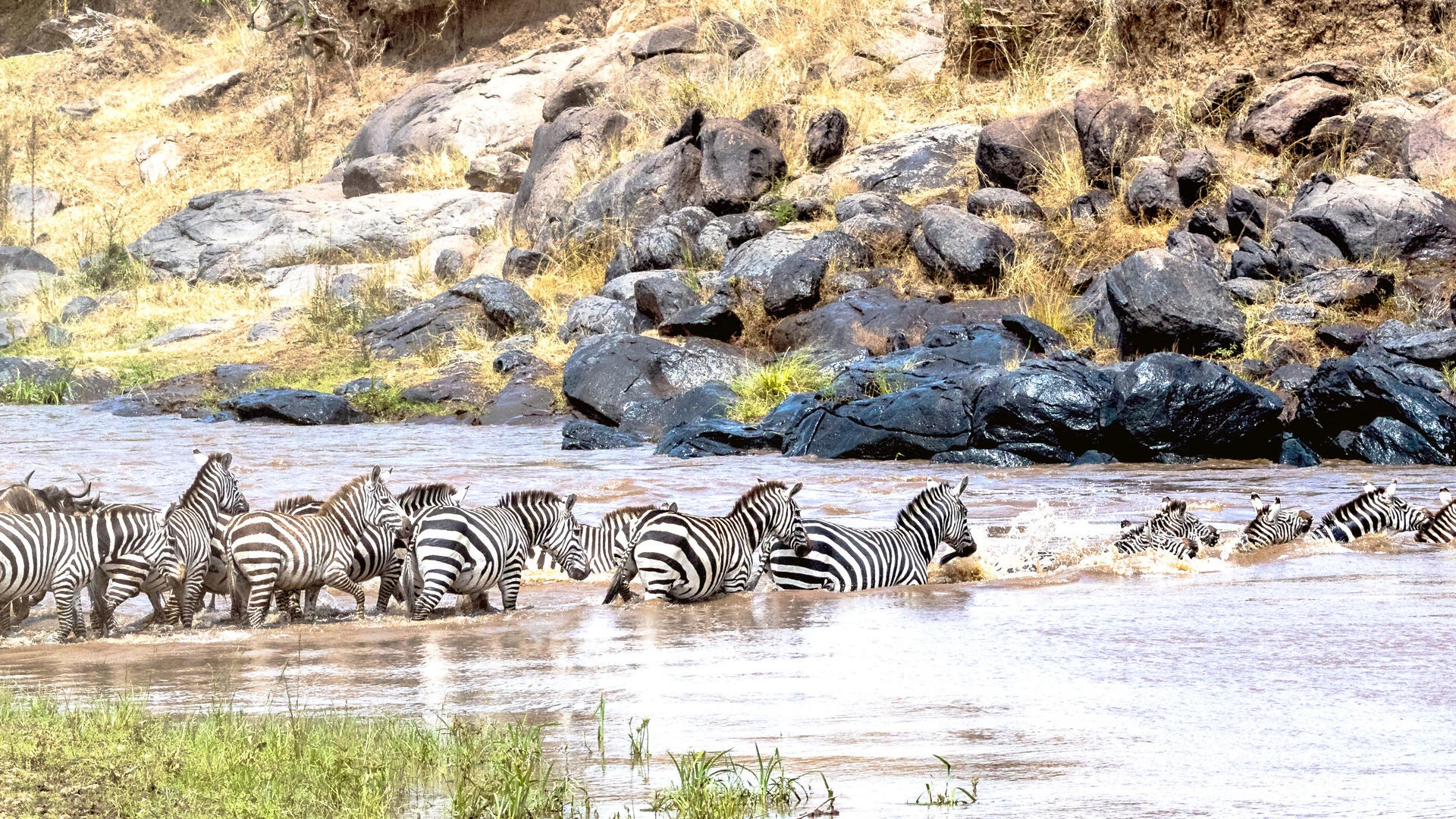5 DAYS SERENGETI GREAT MIGRATION - Image - 7562