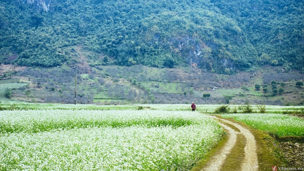 Mộc Châu – Mai Châu hàng tuần - Image - 13652