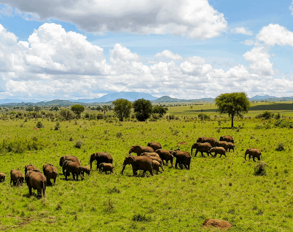 7-Day Uganda Gorilla, Chimpanzees & Wildlife Adventure Safari - Image - 3652