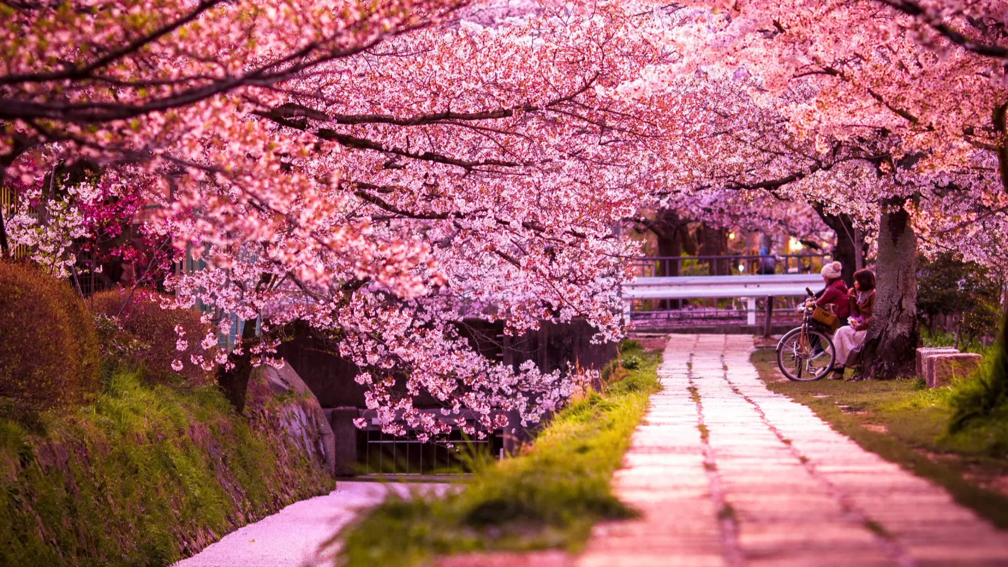 KHÁM PHÁ NHẬT BẢN MÙA HOA ANH ĐÀO 2026: OSAKA – KOBE – KYOTO – NAGOYA – NÚI PHÚ SĨ – TOKYO - Image - 9017