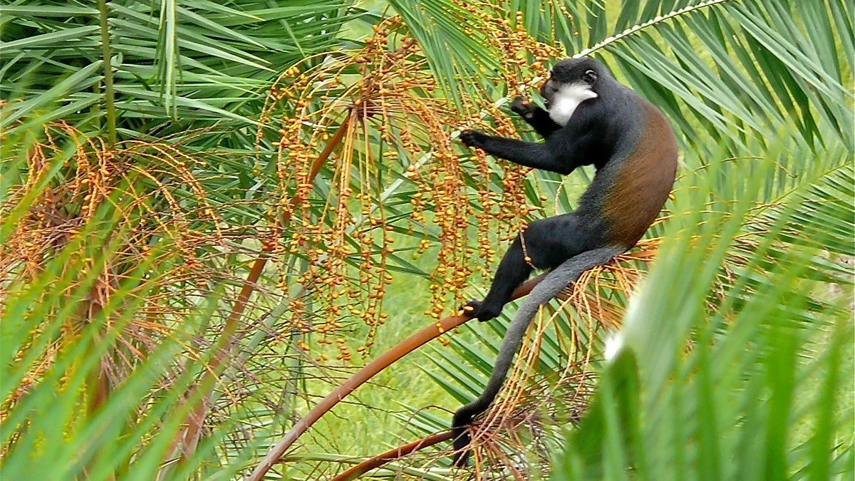 10 DAY FLY IN MEMORABLE UGANDA GORILLA TREKKING AND WILDLIFE SAFARI - Image - 14139