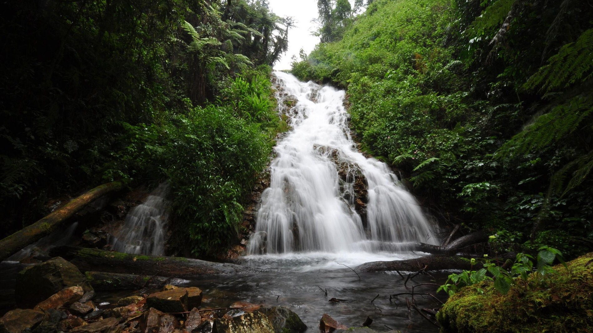 5 Days Gorilla Trekking and Wildlife Safari - Image - 10790