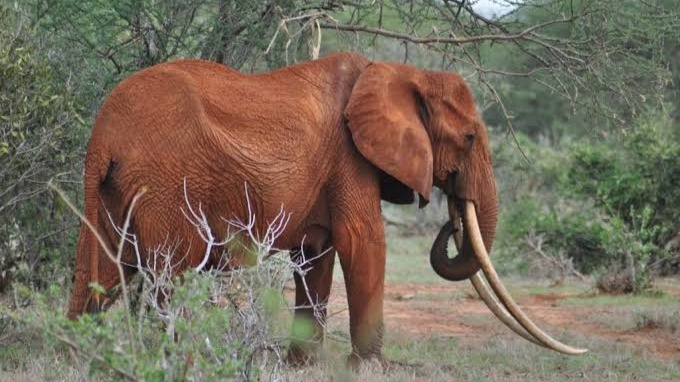 3-Day Tsavo East & Tsavo West Safari from Mombasa - Image - 25580