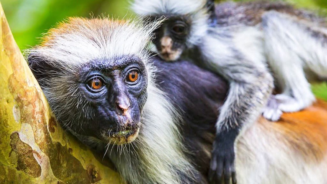 Mole tours and safari - Image - 18008