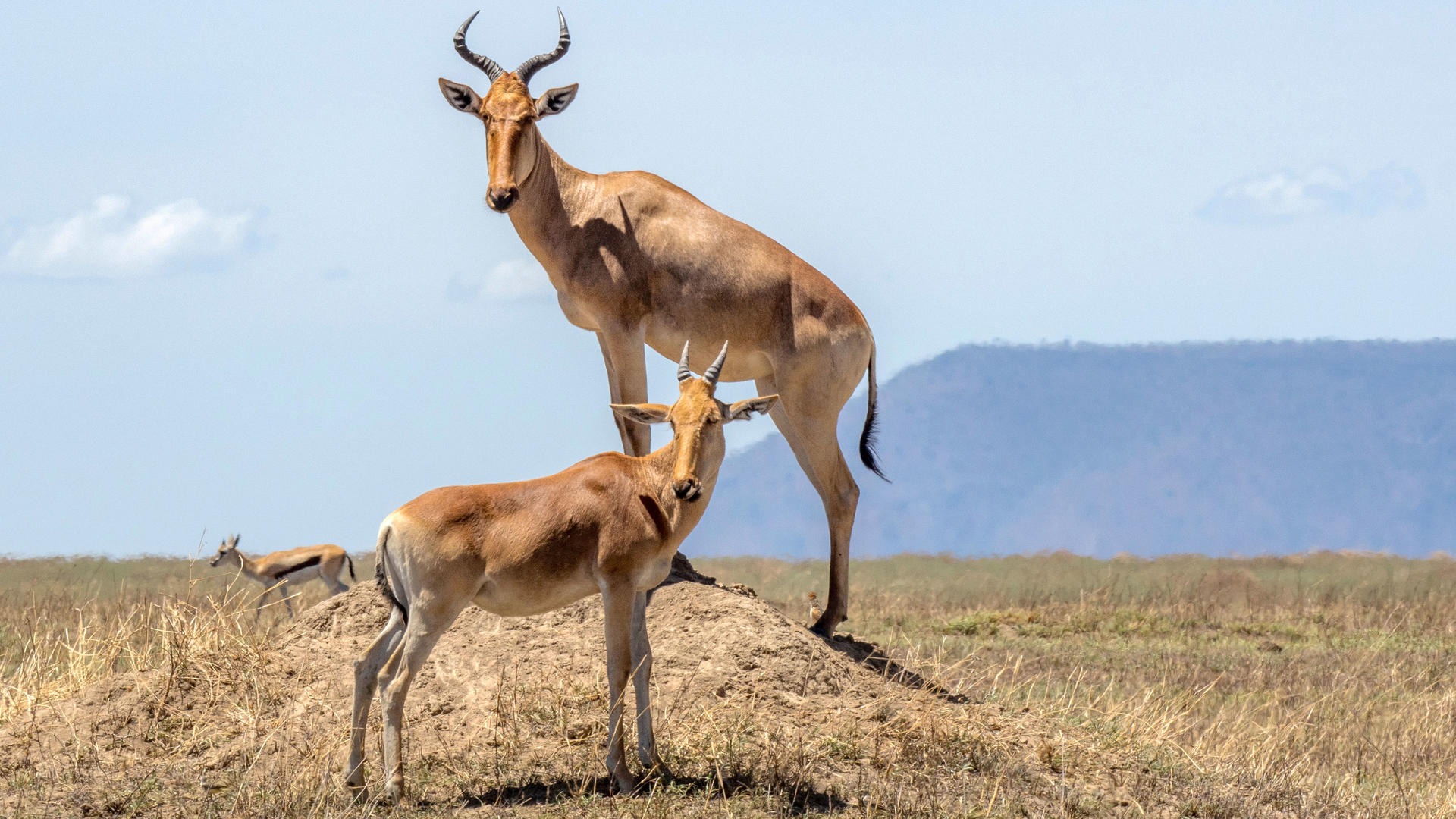 4 DAYS GREAT RUAHA NATIONAL PARK - Image - 7577