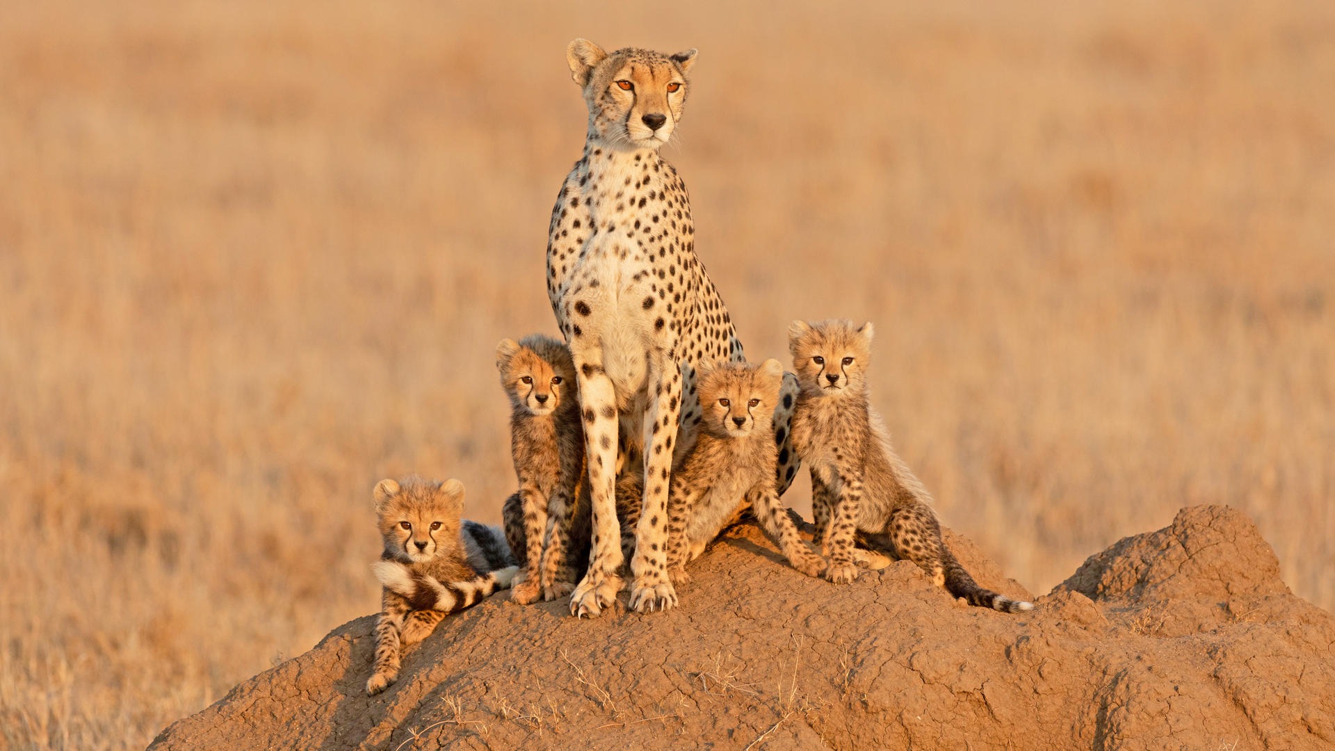 4 DAYS INTO THE WILD - SERENGETI AND NGORONGORO CRATER - Image - 7744