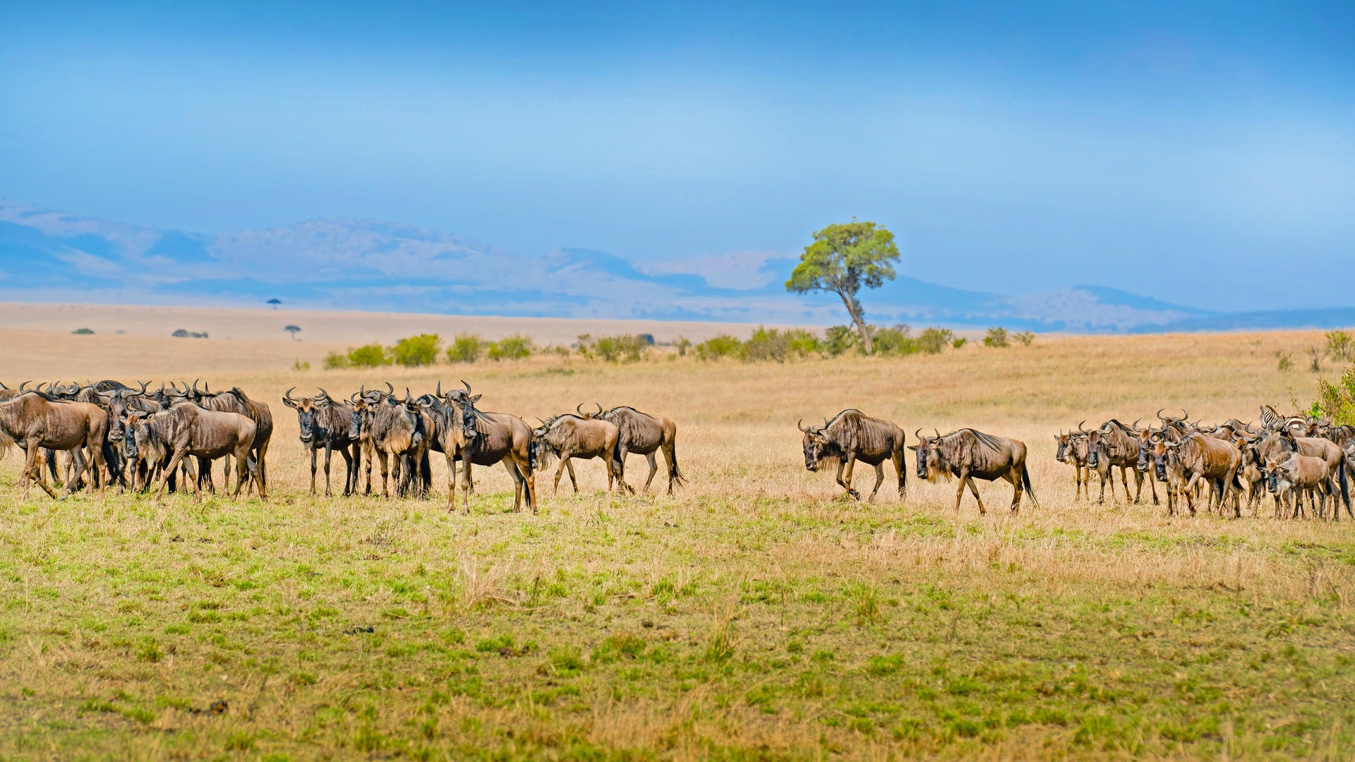 3 DAYS SERENGETI FLY IN AND FLY OUT SAFARI EXPERIENCE - Image - 7952