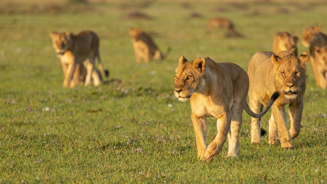 8-Day Private Kenya Bush &amp; Beach Escape Safari - Image - 9614
