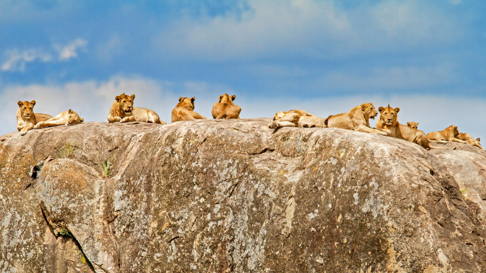 3 DAYS SERENGETI FLY IN AND FLY OUT SAFARI EXPERIENCE - Image - 7948