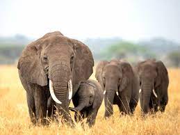 4 DAYS SERENGETI WILDERNESS ADVENTURE - Image - 2942