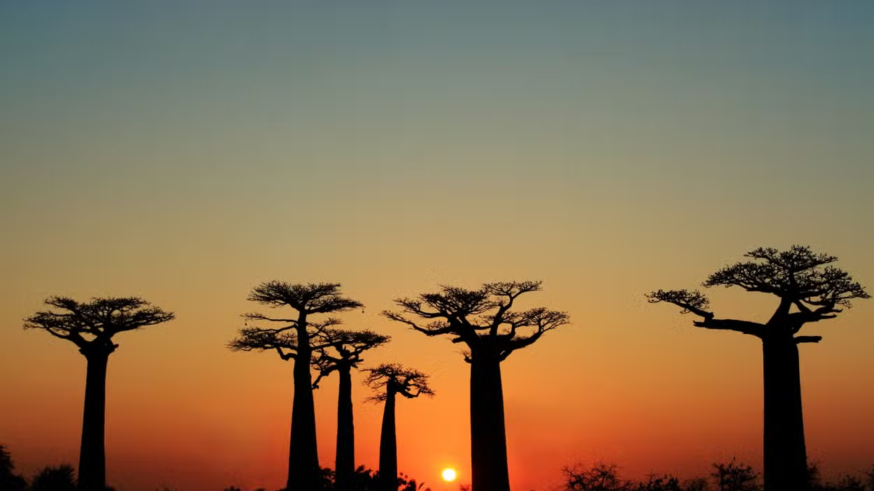 Avenue of Baobabs Sunset Tour - Image - 14939