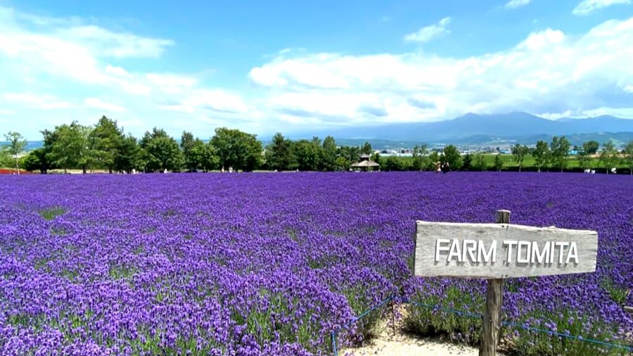 ASAHIKAWA – FARM TOMITA - JOZANKEI OTARU – SAPPORO - Image - 13622
