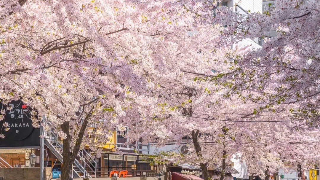 HÀN QUỐC 5N5Đ | BUSAN - SEOUL– ĐẢO NAMI - THÁP NAMSAN - EVERLAND - Image - 9785