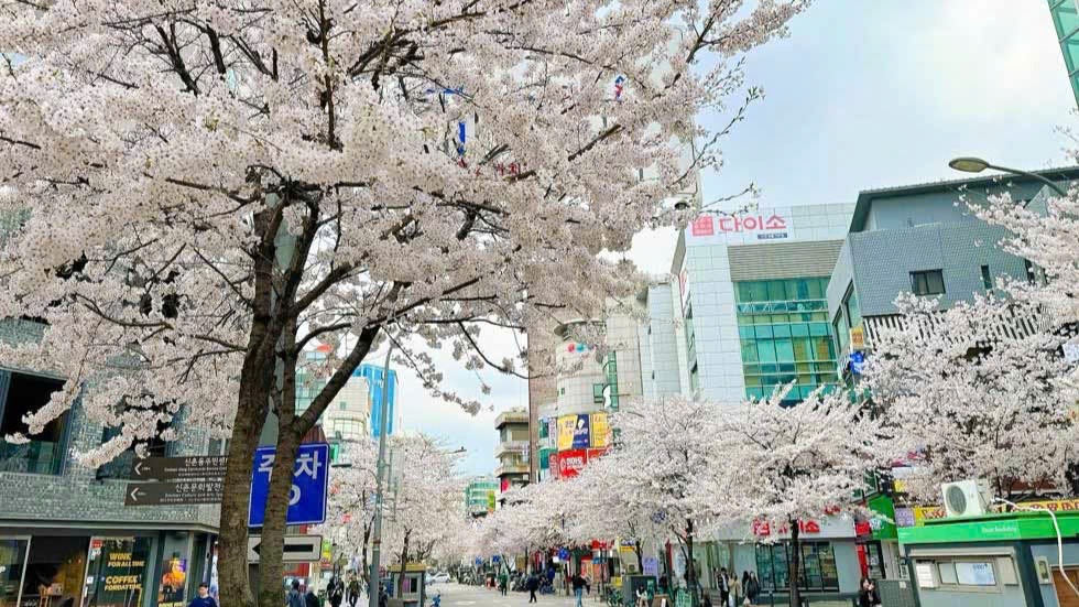 HÀN QUỐC 5N5Đ | BUSAN - SEOUL– ĐẢO NAMI - THÁP NAMSAN - EVERLAND - Image - 9786