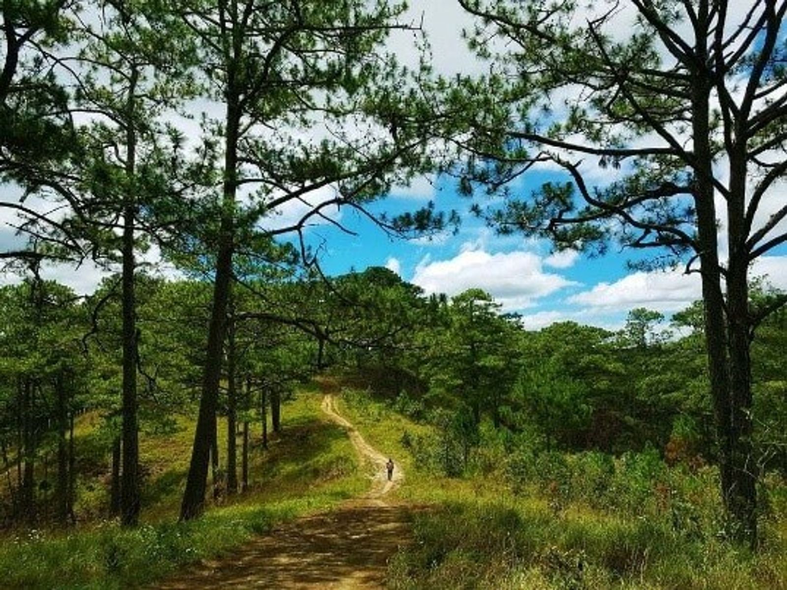 Tour Trekking: Vườn Quốc Gia Bidoup - Núi Bà - Vườn quốc gia Bidoup – Núi Bà: Khám phá “nóc nhà Tây Nguyên” - 24947