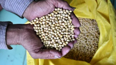 An Binh Islet Tour | A Scenic Mekong River Escape from Can Tho - A close-up of fresh soybeans, the primary ingredient for making tofu skin, shown to guests on the Me Kong Smile tour - 18709