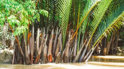Ben Tre Tour | The Secret of The Coconuts “Capital” - Lush green nipa palms, also known as water coconuts, lining the banks of a small canal in Ben Tre - 18719