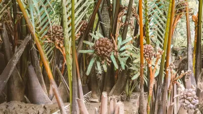Ben Tre Tour | The Secret of The Coconuts “Capital” - A close-up shot of a bunch of nipa palm fruit, a unique local delicacy found on the Ben Tre tour - 18720
