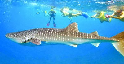 Tour Philippines: Bay Thẳng Đảo Cebu Lặn Ngắm Cá Mập Voi Oslob – Bơi Cùng Đàn Cá Mòi Moalboal 5N4Đ - Cá mập voi – Whale Shark - 22700