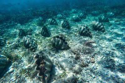 Tour Philippines: Thiên Đường Biển Đảo Balabac - Palawan 4N3Đ | No Shopping - Giant clams - 22734