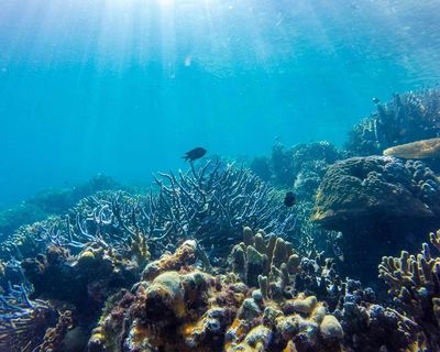 Tour Philippines: Thiên Đường Biển Đảo Balabac - Palawan 4N3Đ | No Shopping - Rạn San Hô Nasugbata - 22738