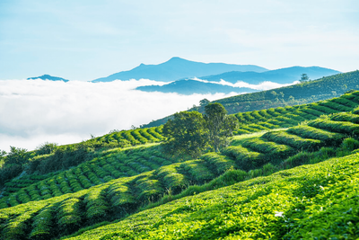 Tour Đà Lạt: Săn Mây – Trạm Ký Ức – Fresh Garden 3N3Đ - ĐỒI CHÈ CẦU ĐẤT - 23247