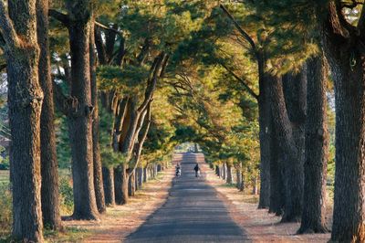 Tour Tây Nguyên: Măng Đen - Pleiku - Buôn Ma Thuột 3N3Đ - Hàng Thông Trăm Tuổi - 23381