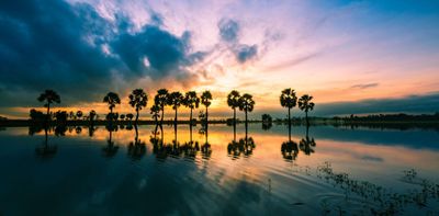 Tour Miền Tây: Mỹ Tho - Châu Đốc - Cần Thơ 3N2Đ - hàng cây thốt nốt - 23473