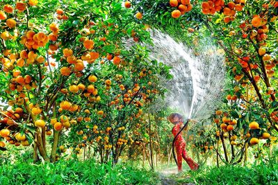 Tour Mỹ Tho - Cần Thơ 2N1Đ | Khởi Hành Thứ 7 Hàng Tuần - KDL VƯỜN TRÁI CÂY – MỸ KHÁNH - 23560