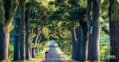 Du lịch Tây Nguyên: Gia Lai - Măng Đen - Kon Tum - Buôn Ma Thuột 3N3Đ - Hàng thông cổ Pleiku - 23720