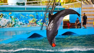 Tour Nha Trang: tham quan 3 đảo - trọn gói Vinwonder - tắm khoáng nóng iresort 3N3Đ - Biểu diễn cá heo - 23735