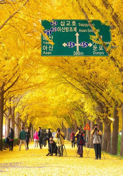 Tour Hàn Quốc Mùa Thu: Seoul - Nami - Everland 5N4Đ - South Korea itinerary 10 days — How to spend 10 days in South Korea perfectly_ - Living + Nomads – Travel tips, Guides, News & Information! - 23758